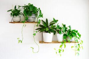 Blog - Holistic Houseplants: Best Plants for Purifying Indoor Air