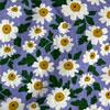 #146 PK12 White Flowers